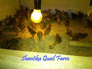 Proses Pemeliharaan Burung Puyuh Sejak Baru Menetas Hingga Berproduksi Shantika Quail Farm
